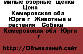 милые озорные  щенки  › Цена ­ 10 000 - Кемеровская обл., Юрга г. Животные и растения » Собаки   . Кемеровская обл.,Юрга г.